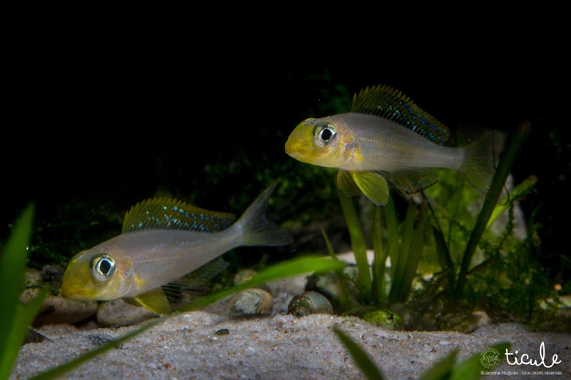 Xenotilapia sp. 'papilio sunflower' Chituta Bay